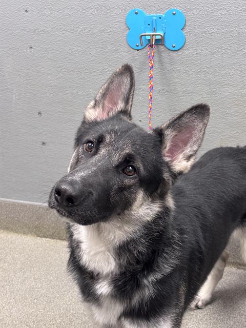 KOBY, a dog for adoption from The Animal Foundation - Las Vegas