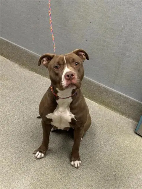 Nepetiti - Pit Bull Terrier
