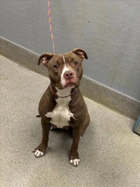 NEPETITI, a dog for adoption from The Animal Foundation - Las Vegas