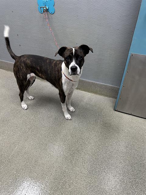 *RAINBOW SPARKLES, a dog for adoption from The Animal Foundation - Las Vegas