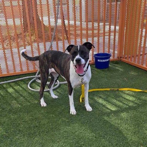 Rainbow Sparkles, Boxer / Pit Bull Terrier / Mixed (medium coat)