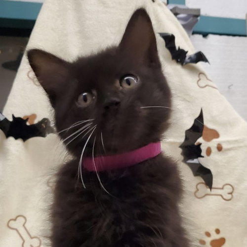 *MINA, a cat for adoption from The Animal Foundation - Las Vegas