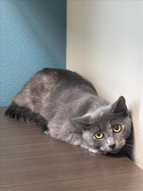 Ghostie, Domestic Short Hair / Mixed (medium coat)