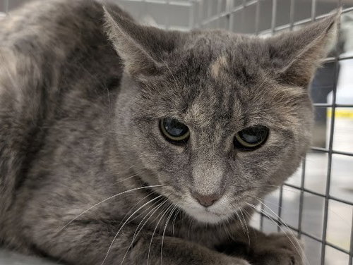 UNO, a cat for adoption from The Animal Foundation - Las Vegas