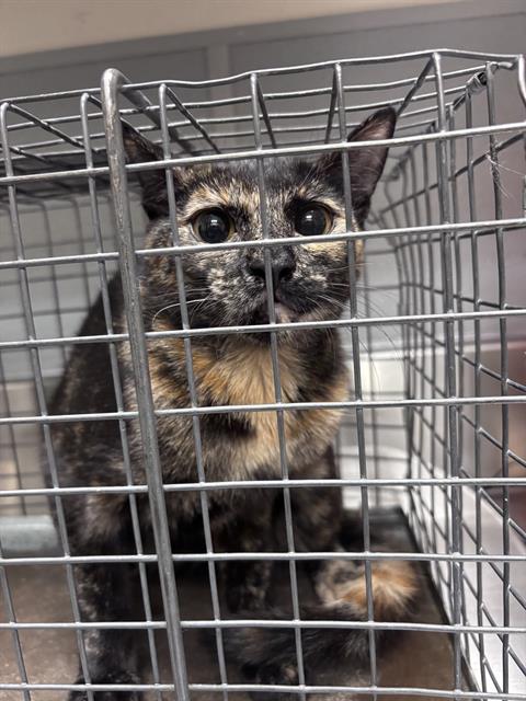*COCONUT DR.PEPPER, a cat for adoption from The Animal Foundation - Las Vegas