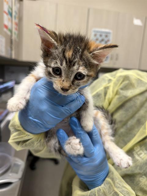 *MOCHI, a cat for adoption from The Animal Foundation - Las Vegas