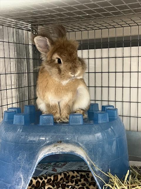 BROWNIE, a rabbit for adoption from The Animal Foundation - Las Vegas