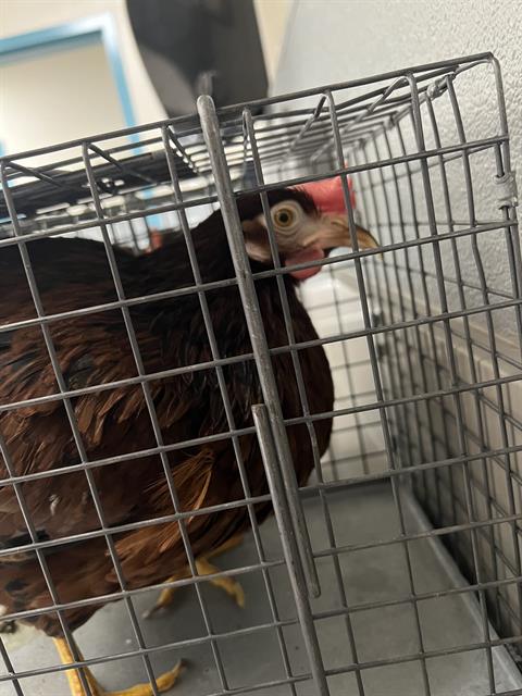 *LULU, a poultry for adoption from The Animal Foundation - Las Vegas