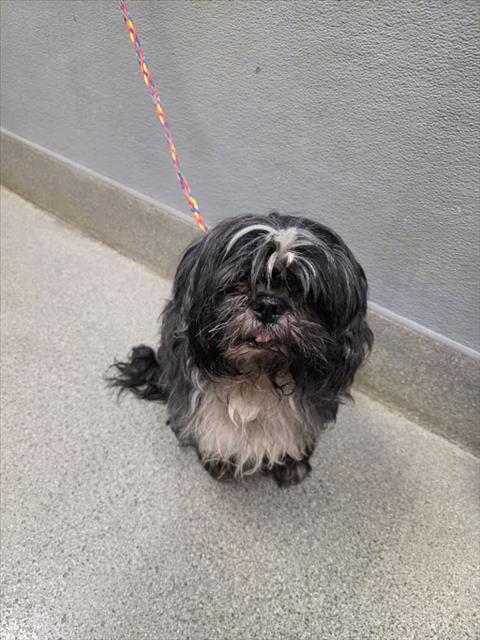 *PUZZLE, a dog for adoption from The Animal Foundation - Las Vegas