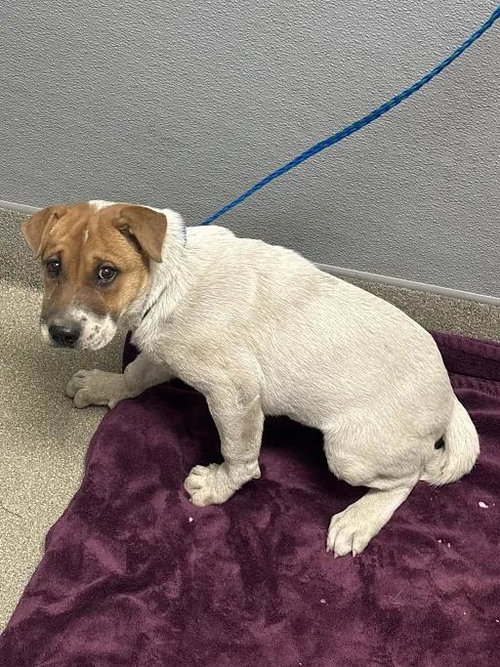 *ARIEL, a dog for adoption from The Animal Foundation - Las Vegas
