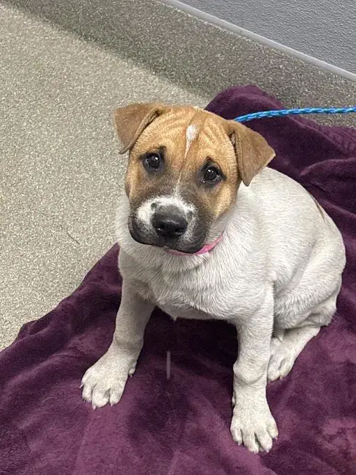 Jasmine - Chinese Shar-Pei