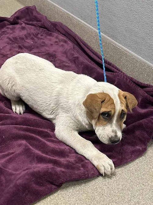*POCAHONTAS, a dog for adoption from The Animal Foundation - Las Vegas