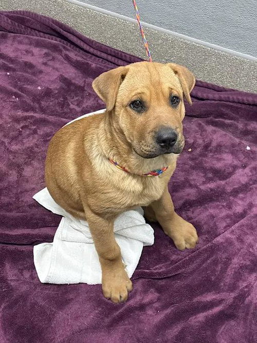 *BELLE, a dog for adoption from The Animal Foundation - Las Vegas
