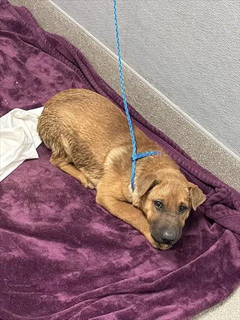 Tiana - Chinese Shar-Pei