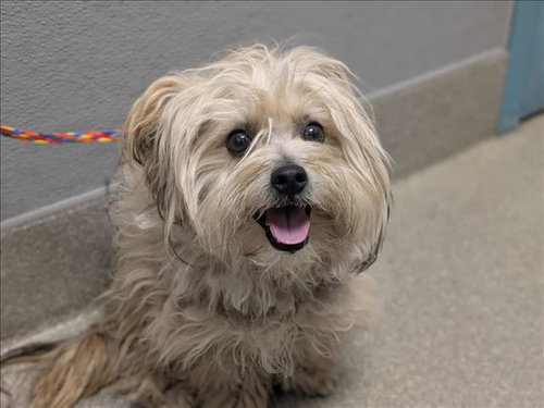 *CARAMEL, a dog for adoption from The Animal Foundation - Las Vegas