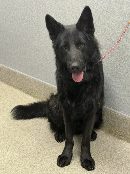 LOBO, a dog for adoption from The Animal Foundation - Las Vegas