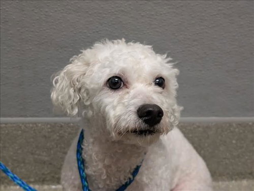*JONATHAN, a dog for adoption from The Animal Foundation - Las Vegas