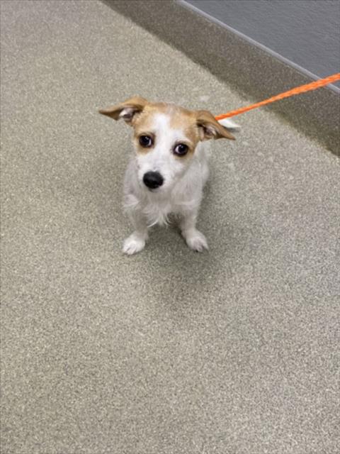 *SNOWFIRE, a dog for adoption from The Animal Foundation - Las Vegas
