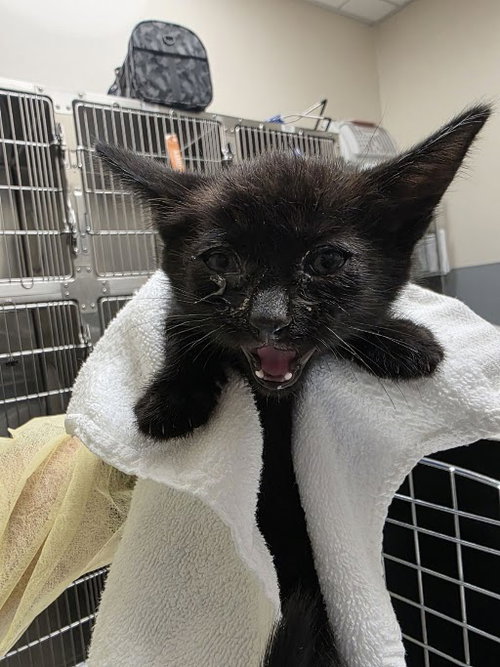 *JETT, a cat for adoption from The Animal Foundation - Las Vegas