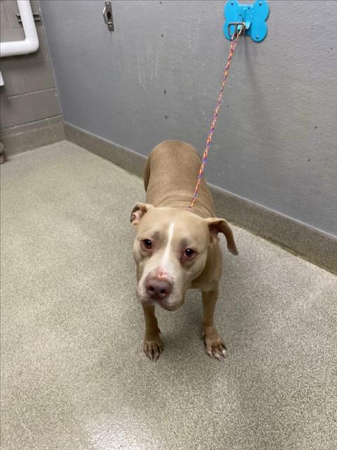 NINA, a dog for adoption from The Animal Foundation - Las Vegas