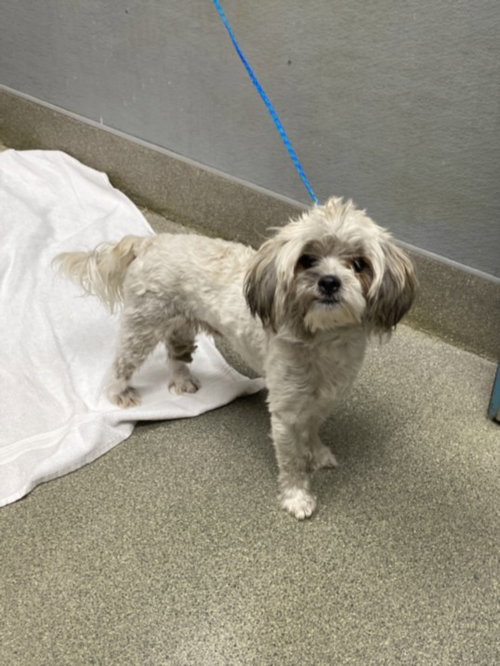 *MANTIS, a dog for adoption from The Animal Foundation - Las Vegas