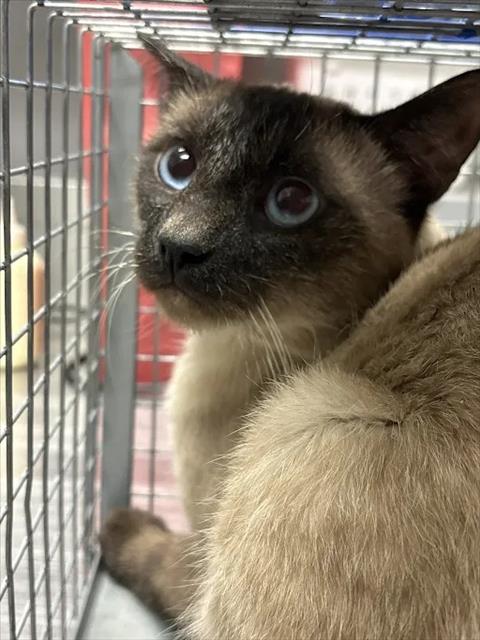 *CASHEW CRUNCH, a cat for adoption from The Animal Foundation - Las Vegas