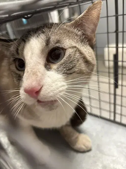 Walnut - Domestic Short Hair