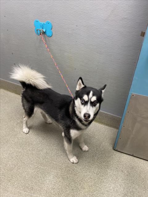 *BLANCO, a dog for adoption from The Animal Foundation - Las Vegas