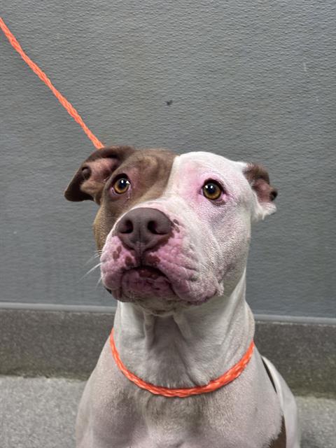 *BUNGI, a dog for adoption from The Animal Foundation - Las Vegas