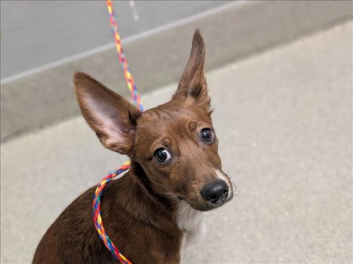 *FOX, a dog for adoption from The Animal Foundation - Las Vegas
