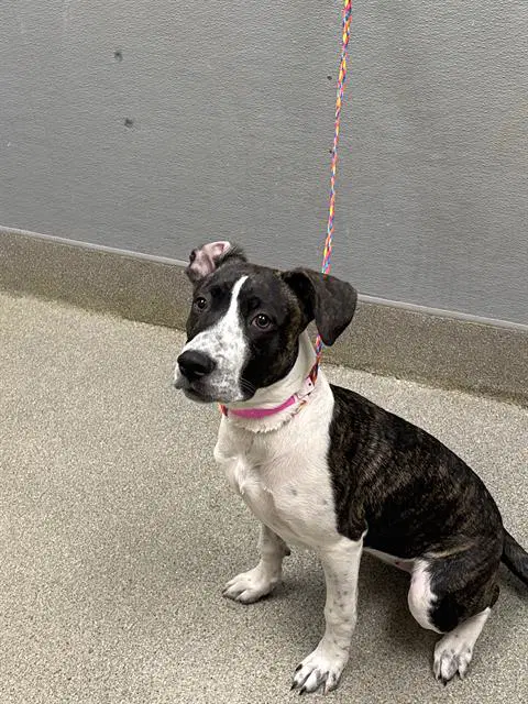 Belle - Pit Bull Terrier