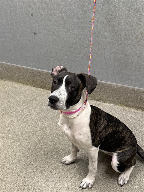 BELLE, a dog for adoption from The Animal Foundation - Las Vegas