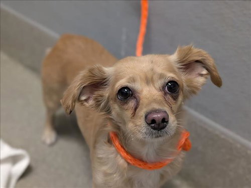 *MILKY, a dog for adoption from The Animal Foundation - Las Vegas