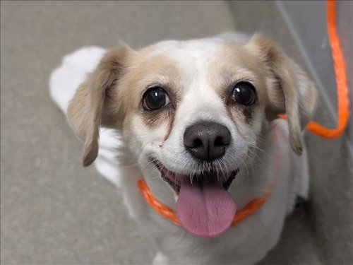 *CAPPUCCINA, a dog for adoption from The Animal Foundation - Las Vegas