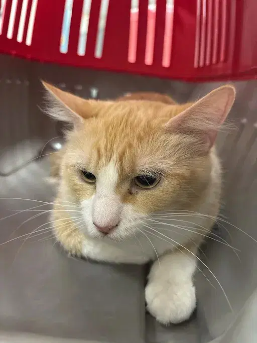 Ivy - Domestic Medium Hair