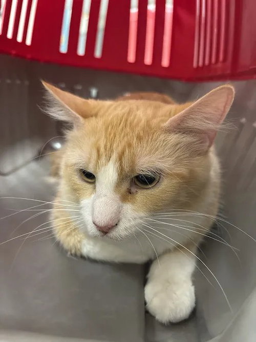 IVY, a cat for adoption from The Animal Foundation - Las Vegas