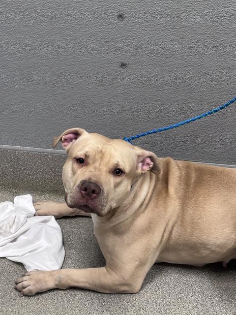 CANNON, a dog for adoption from The Animal Foundation - Las Vegas