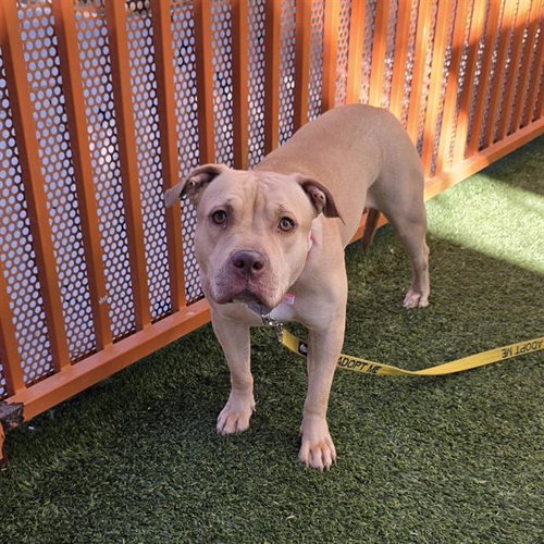 Cannon, Pit Bull Terrier / Mixed (medium coat)
