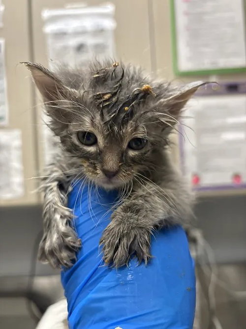 *LAFFY, a cat for adoption from The Animal Foundation - Las Vegas