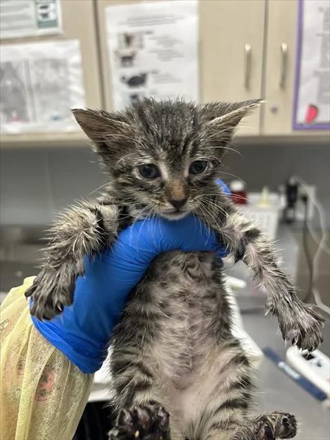 *TAFFY, a cat for adoption from The Animal Foundation - Las Vegas