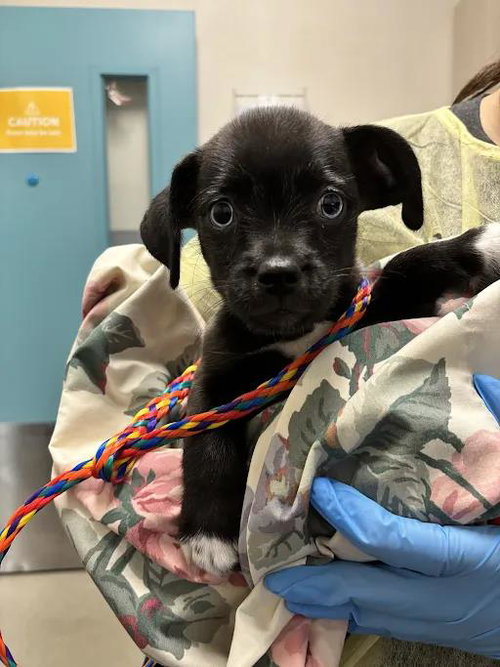 *JACKIE, a dog for adoption from The Animal Foundation - Las Vegas