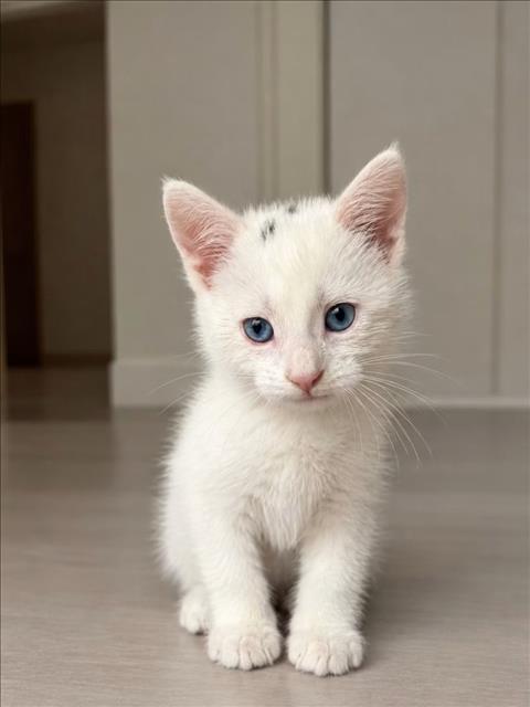 Oil Stain, Domestic Short Hair / Mixed (medium coat)