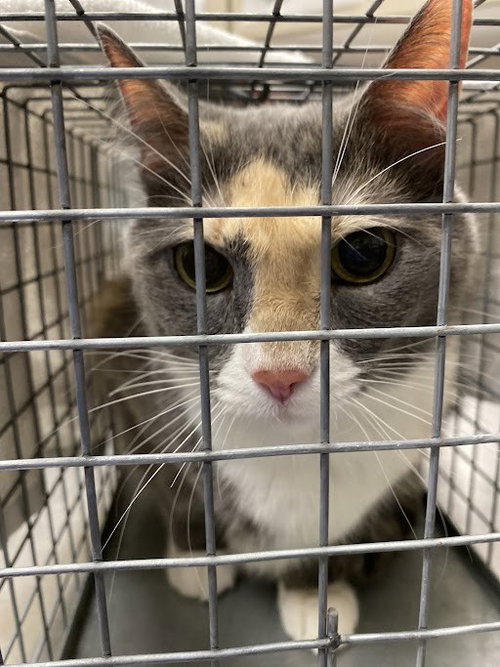 Hazel, Domestic Short Hair / Mixed (medium coat)