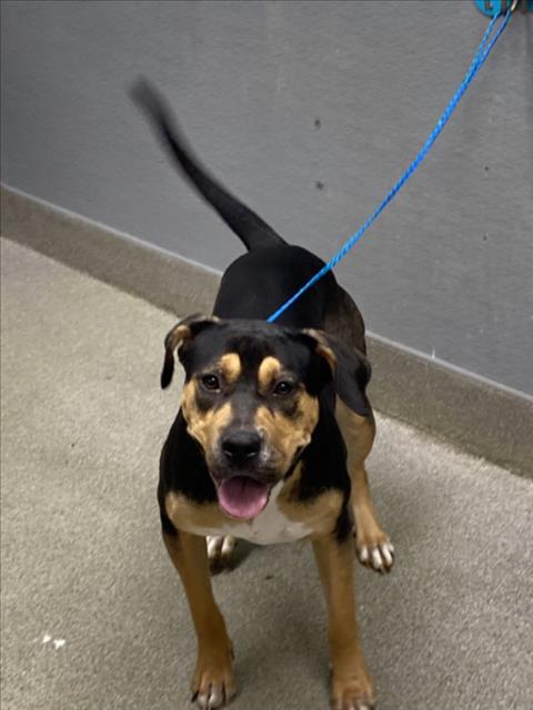 Gratuity Tucci, Rottweiler / Mixed (medium coat)