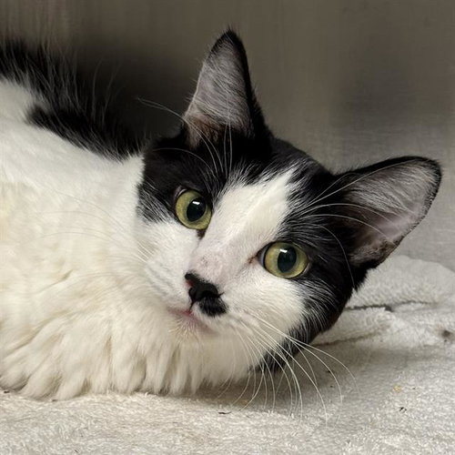Talia, Domestic Short Hair / Mixed (medium coat)