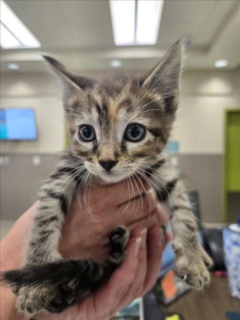 Pumpkin, Domestic Short Hair / Mixed (medium coat)