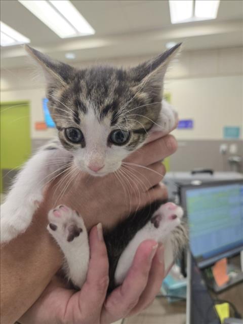 Cinnimon, Domestic Short Hair / Mixed (medium coat)