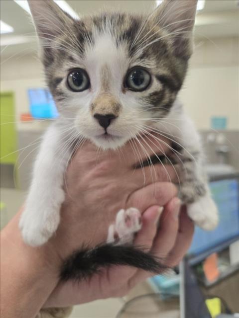 Spice, Domestic Short Hair / Mixed (medium coat)