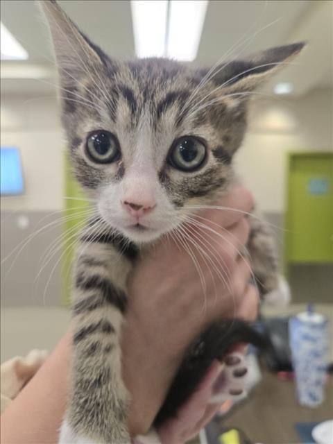 Cider, Domestic Short Hair / Mixed (medium coat)