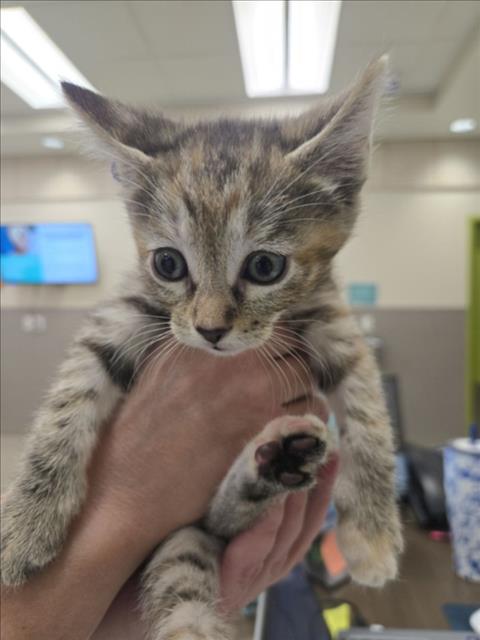 Maple, Domestic Short Hair / Mixed (medium coat)